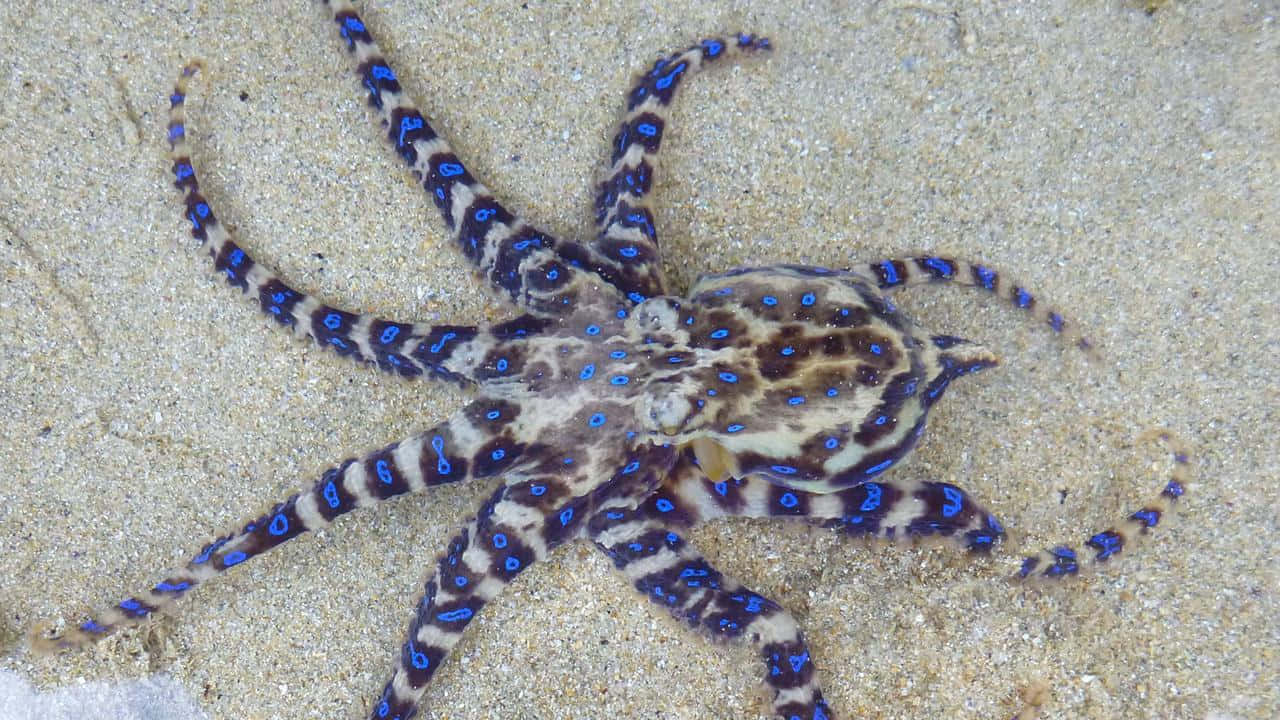 blue-ringed octopus, light beige sand, vibrant blue spots, HD Desktop Wallpaper