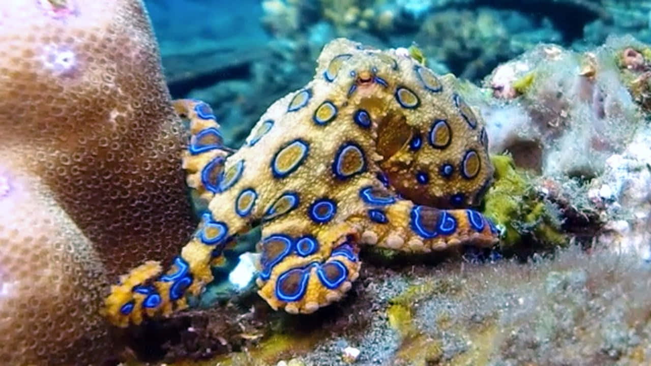 blue-ringed octopus, vibrant blue and yellow spots, coral, HD Desktop Wallpaper