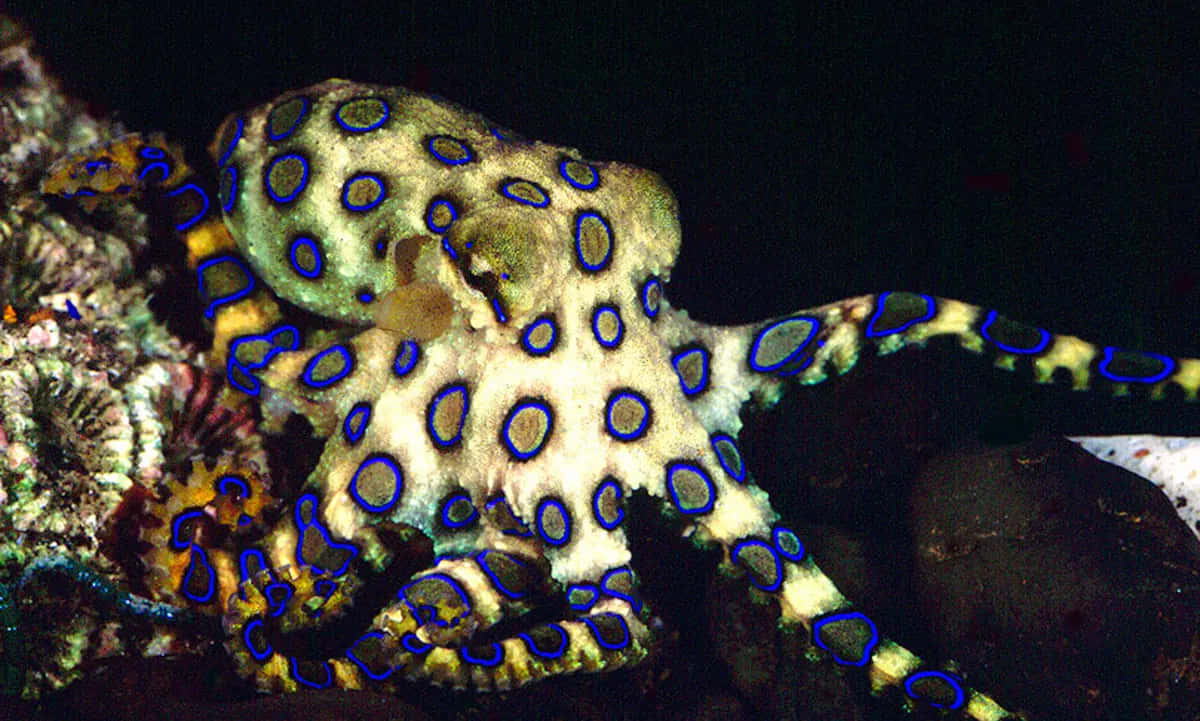 blue-ringed octopus, vibrant blue circles, pale body, SD Desktop Wallpaper