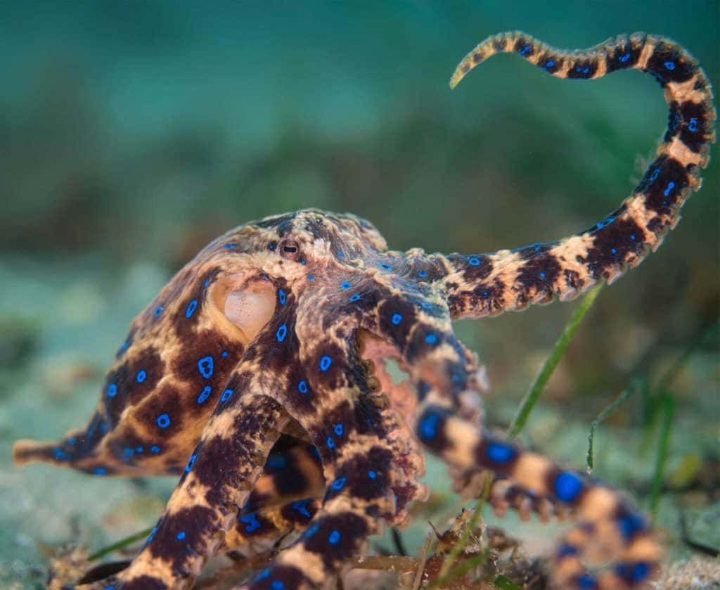 blue-ringed octopus, vivid blue spots, brown skin, SD Desktop Wallpaper