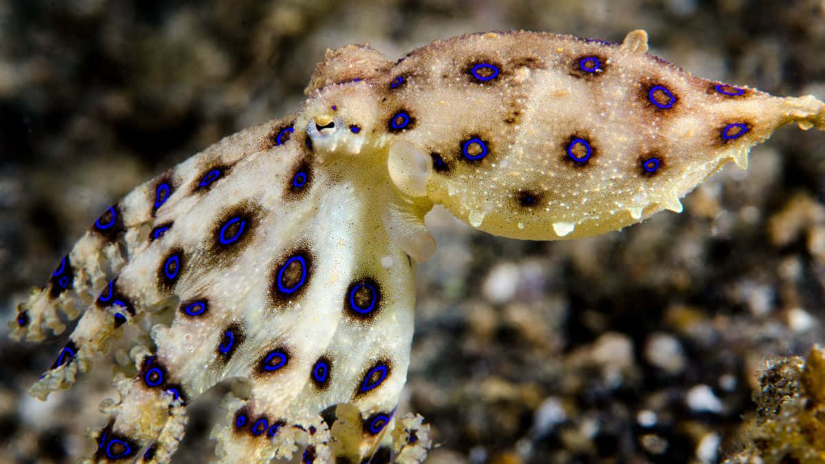 blue-ringed octopus, vibrant blue circles, pale body, SD Desktop Wallpaper