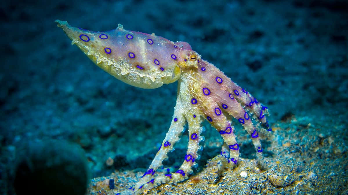blue-ringed octopus, purple circles, pale skin, SD Desktop Wallpaper