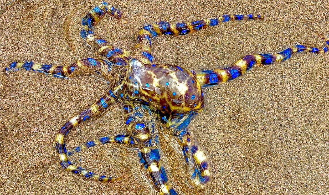 blue-ringed octopus, wet golden sand, shoreline, SD Desktop Wallpaper