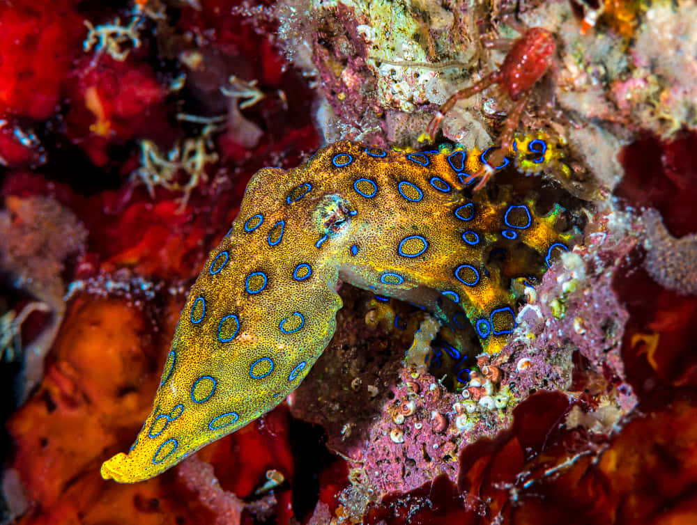 blue-ringed octopus, vibrant yellow body, electric blue circles, SD Desktop Wallpaper