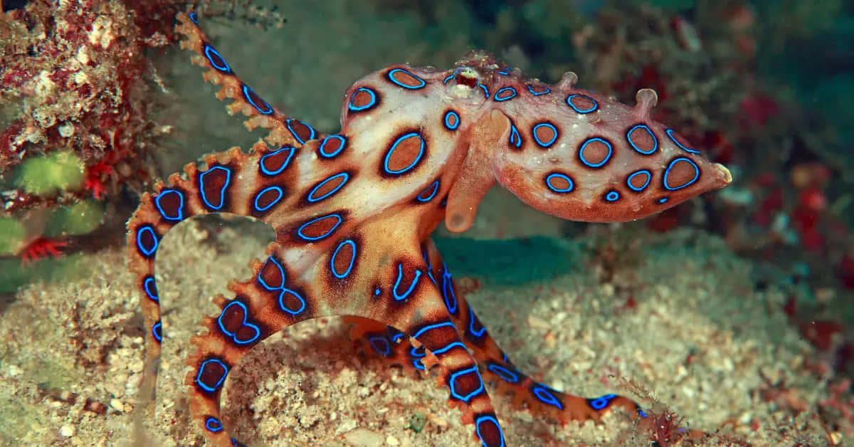 blue-ringed octopus, vibrant blue circles, orange body, SD Desktop Wallpaper