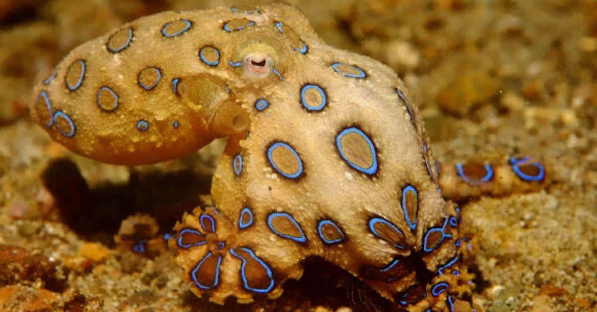 blue-ringed octopus, sandy ocean floor, vibrant blue circles, SD Desktop Wallpaper