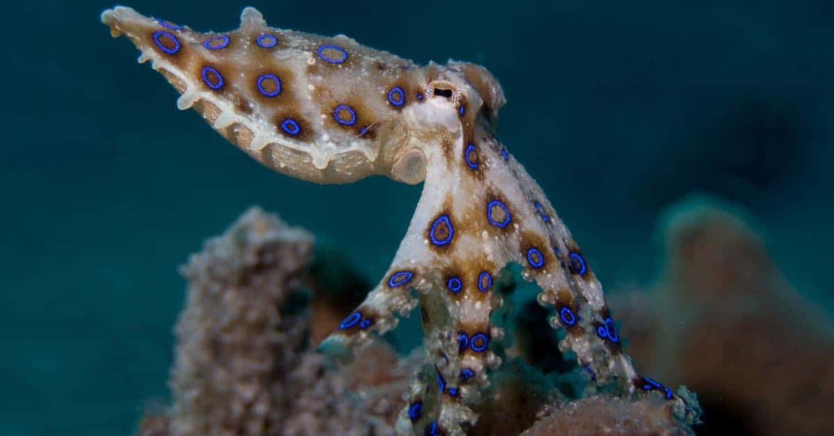 blue-ringed octopus, vivid blue circles, tan body, SD Desktop Wallpaper