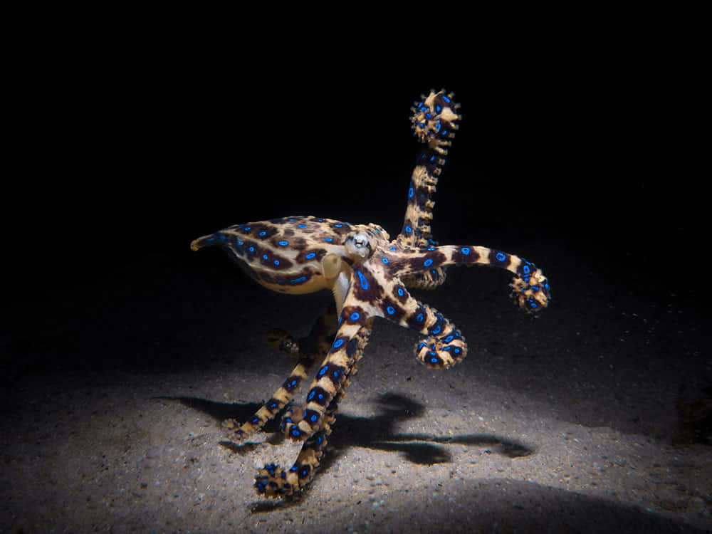 blue-ringed octopus, glowing blue spots, sandy ocean floor, SD Desktop Wallpaper