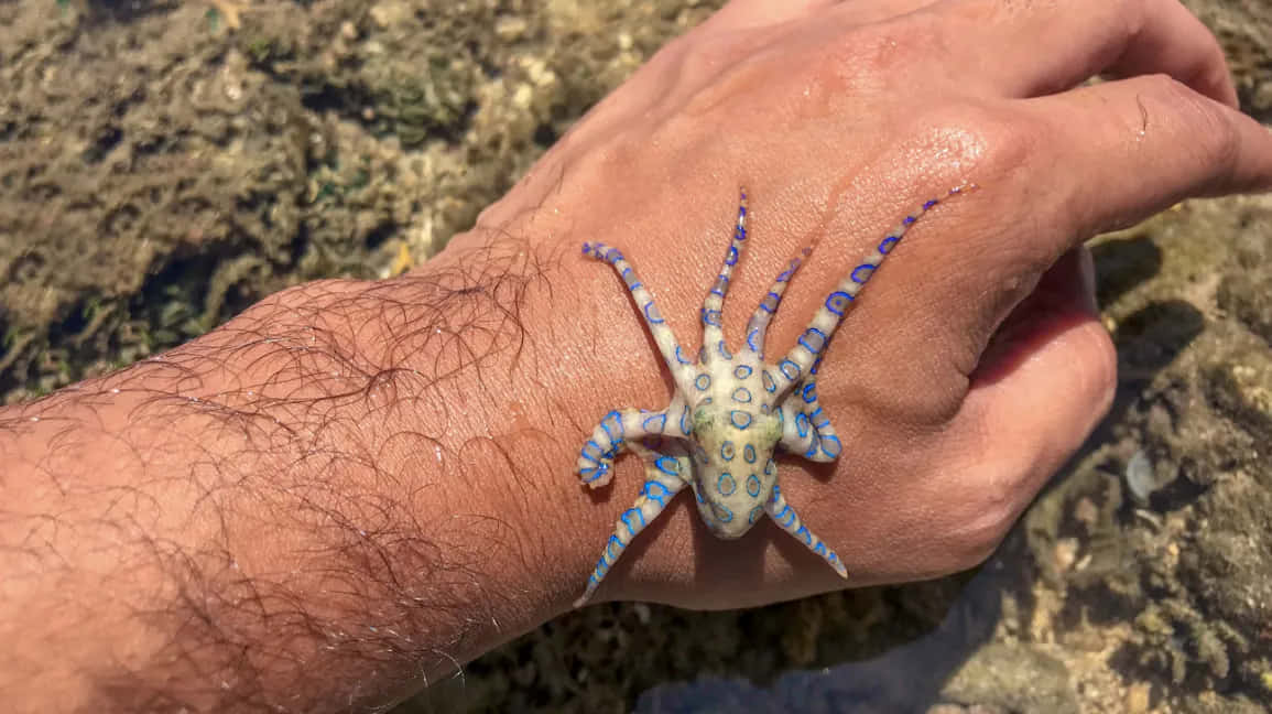 blue-ringed octopus, vibrant blue spots, hairy forearm, SD Desktop Wallpaper