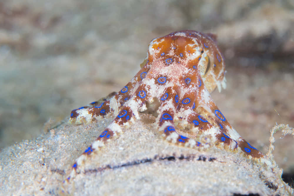 blue-ringed octopus, vibrant blue circles, sandy ocean floor, SD Desktop Wallpaper