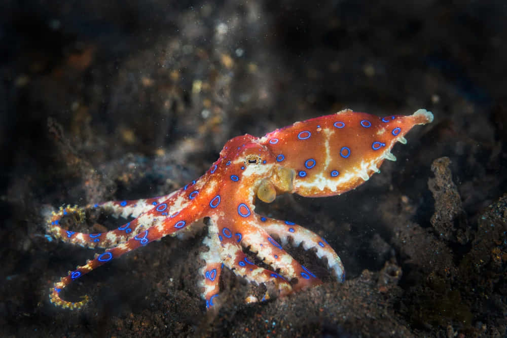 Blue-ringed Octopus, orange skin, blue circles, SD Desktop Wallpaper