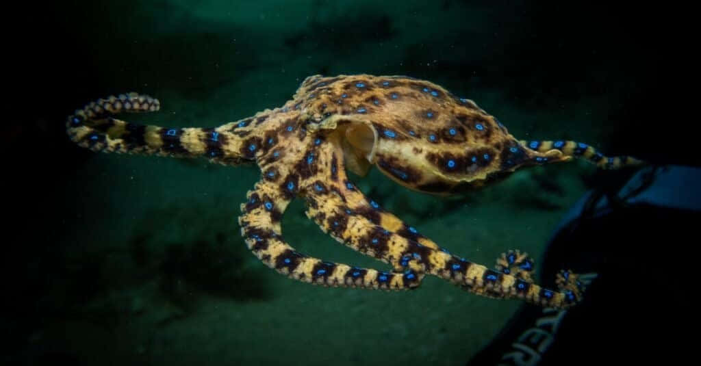 blue-ringed octopus, murky green water, glowing blue spots, SD Desktop Wallpaper