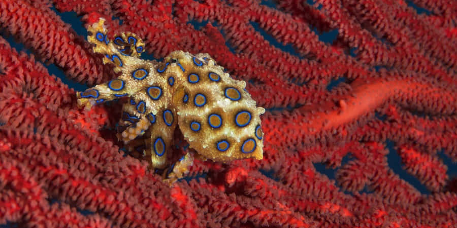 blue-ringed octopus, vibrant blue and yellow spots, textured red coral reef, SD Desktop Wallpaper