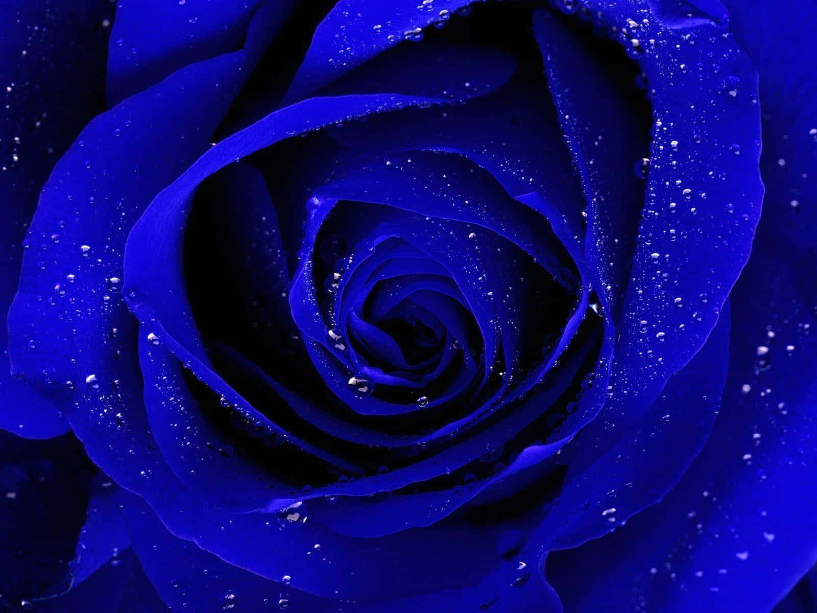 blue rose, deep blue, dew drops, HD Desktop Wallpaper