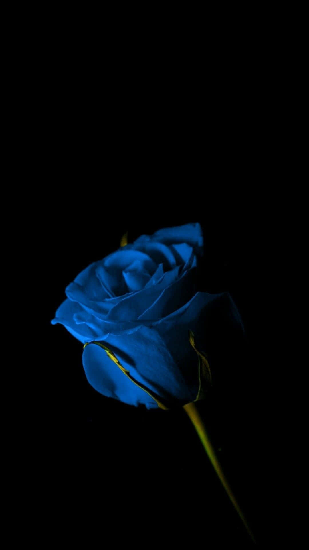 Dark Blue Rose, glowing blue rose, yellow stem, Full HD Phone Wallpaper