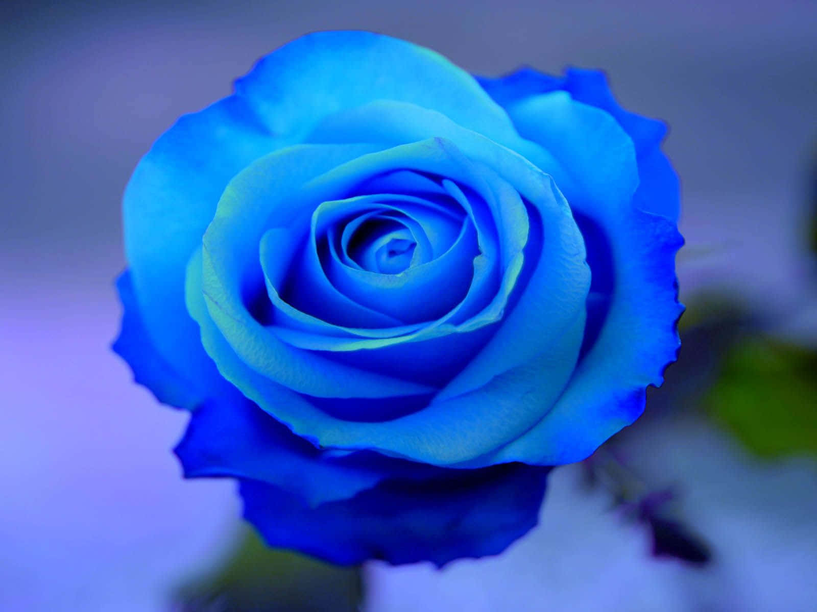 Neon Blue Rose, vivid blue rose, layered petals, HD Desktop Wallpaper