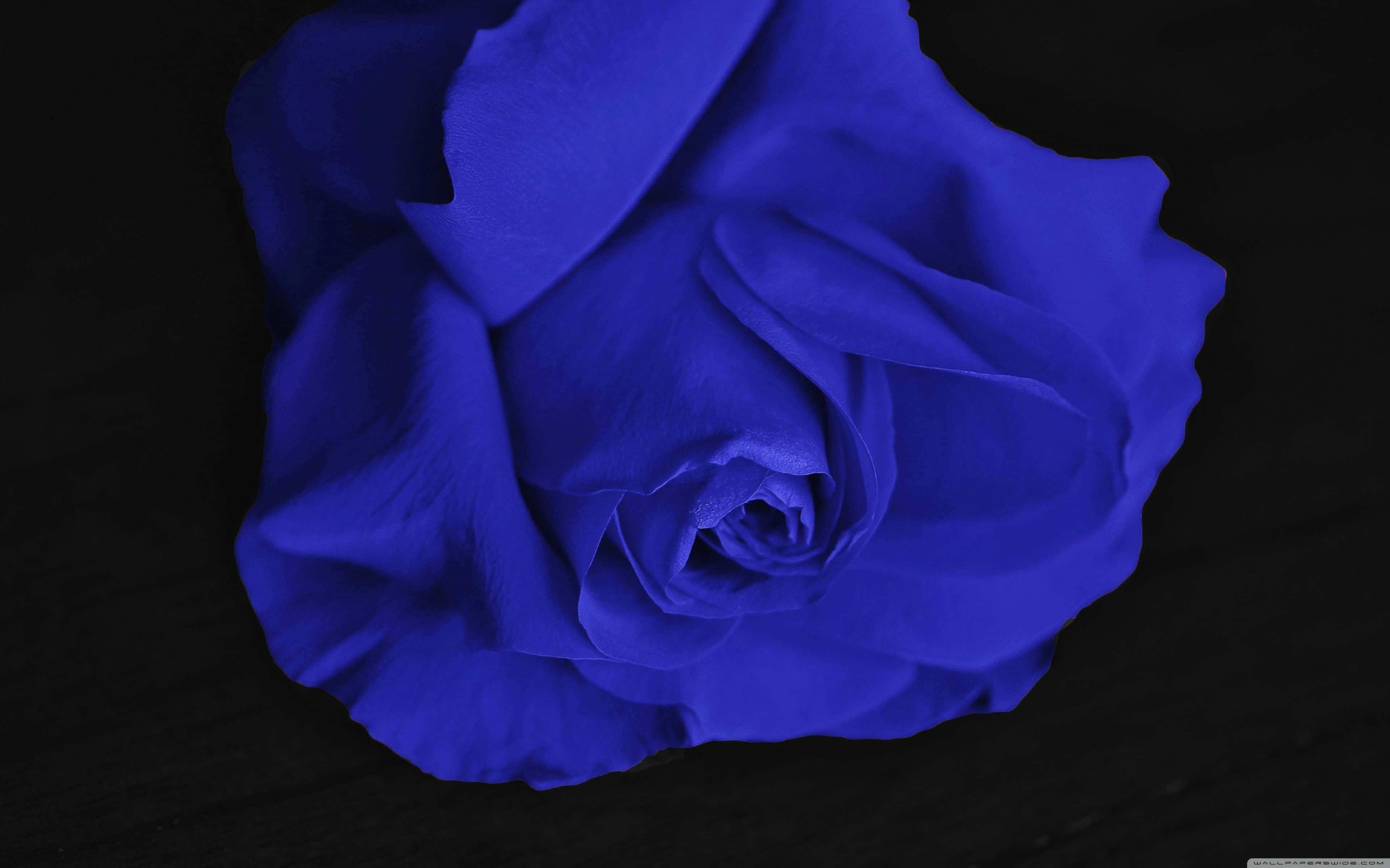 blue rose, black background, vivid blue rose, 4K Desktop Wallpaper