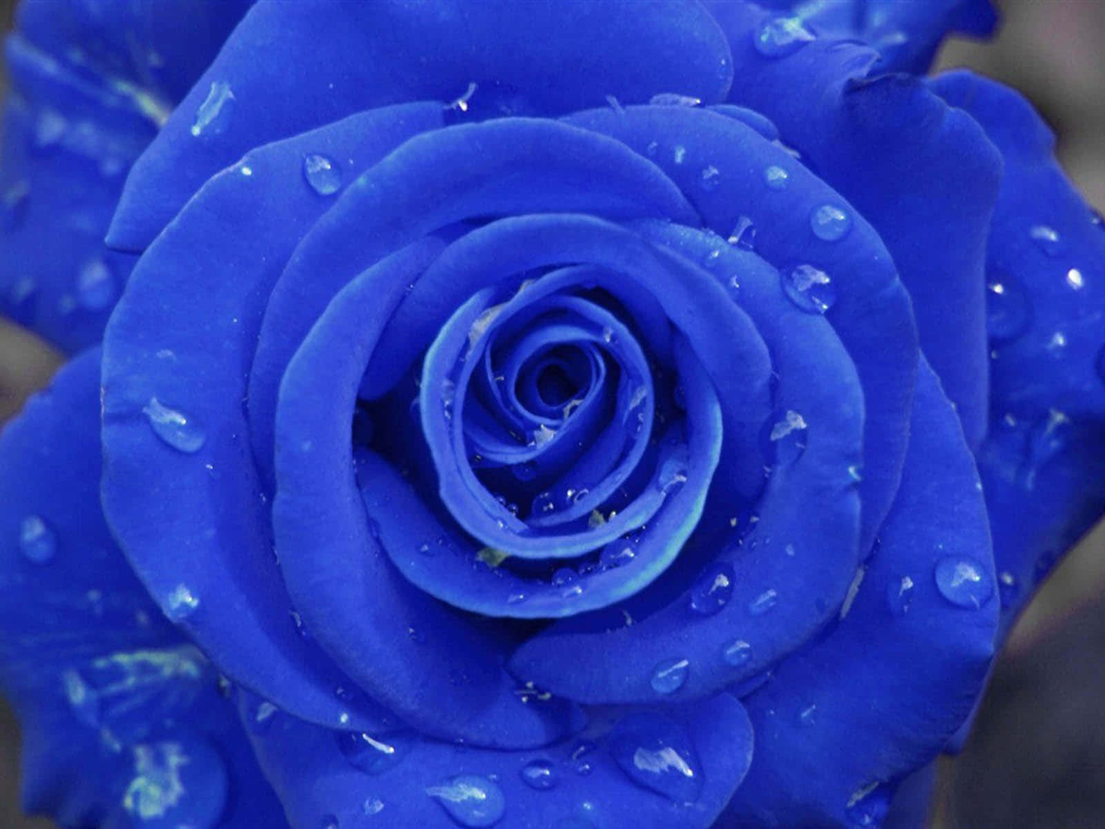 blue rose, water droplets, velvety petals, HD Desktop Wallpaper