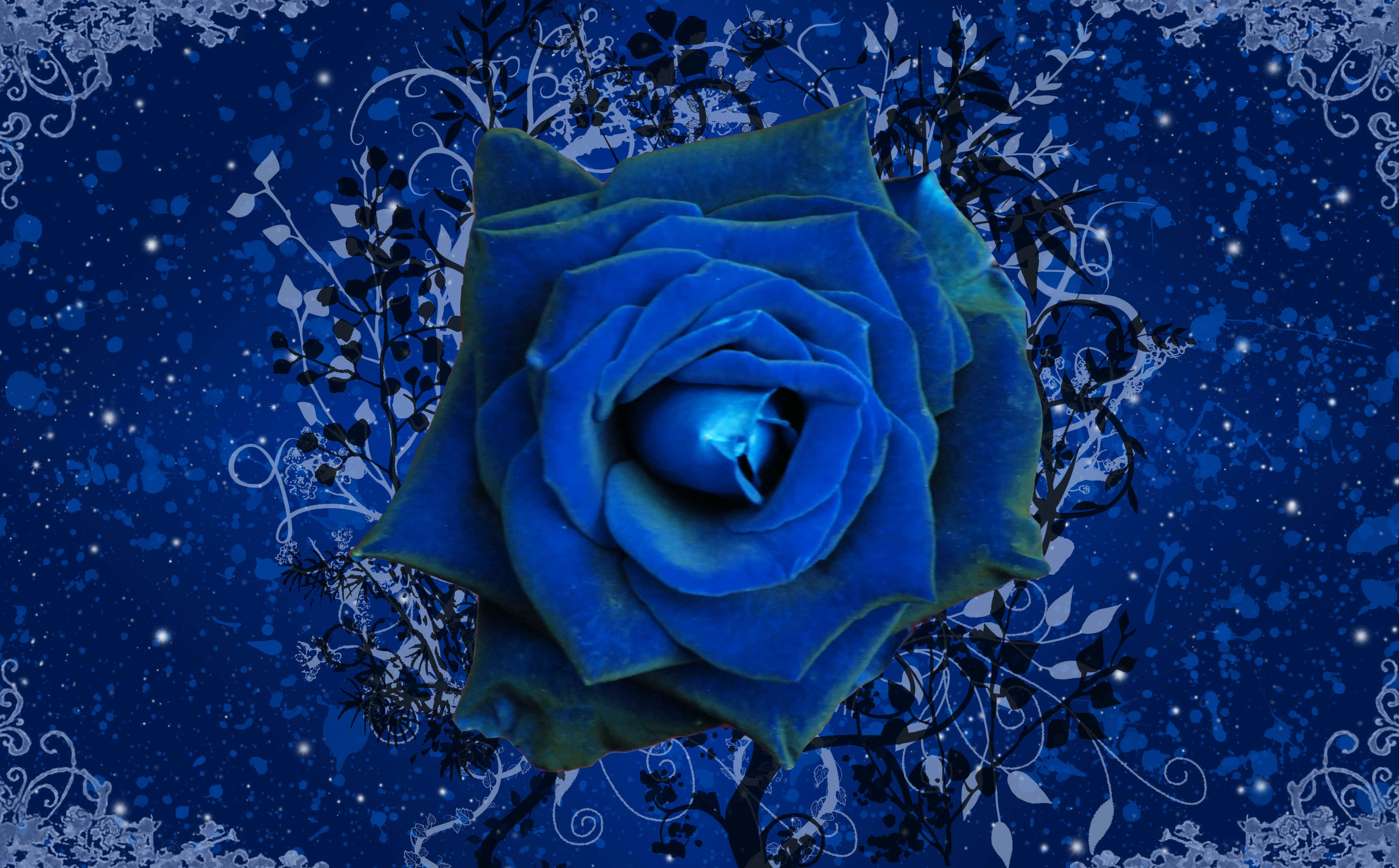 blue rose, deep blue backdrop, white floral swirls, 4K Desktop Wallpaper
