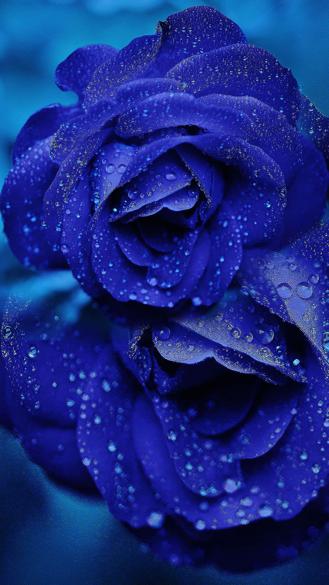blue rose, deep blue roses, dewdrops, Full HD Phone Wallpaper