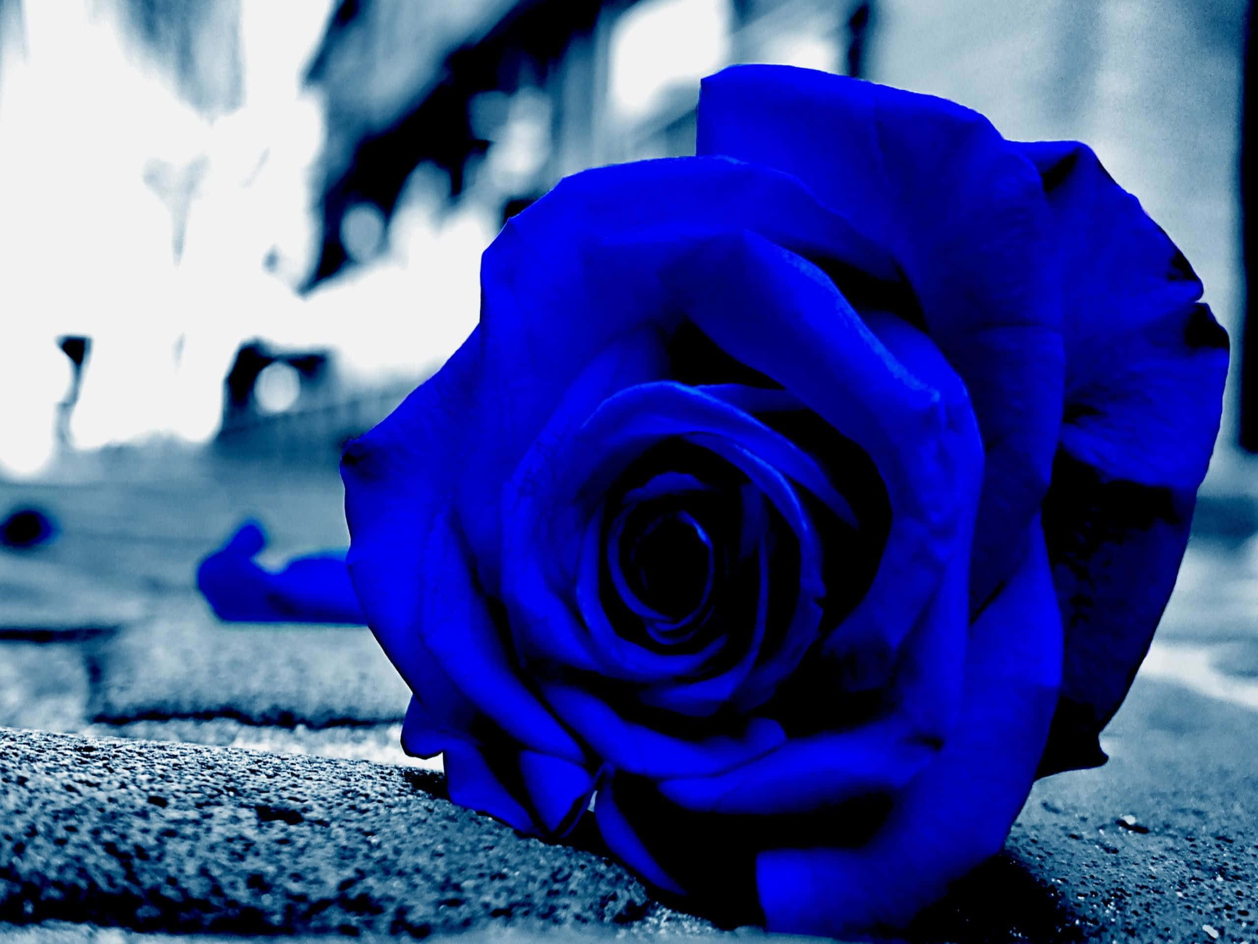 blue rose, vivid blue, textured stone surface, 2K Desktop Wallpaper