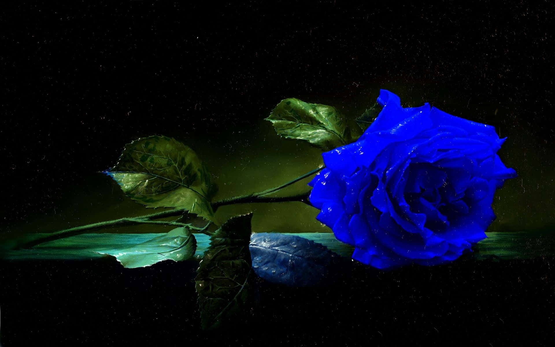 Blue Rose, vivid blue rose, dew drops, Full HD Desktop Wallpaper