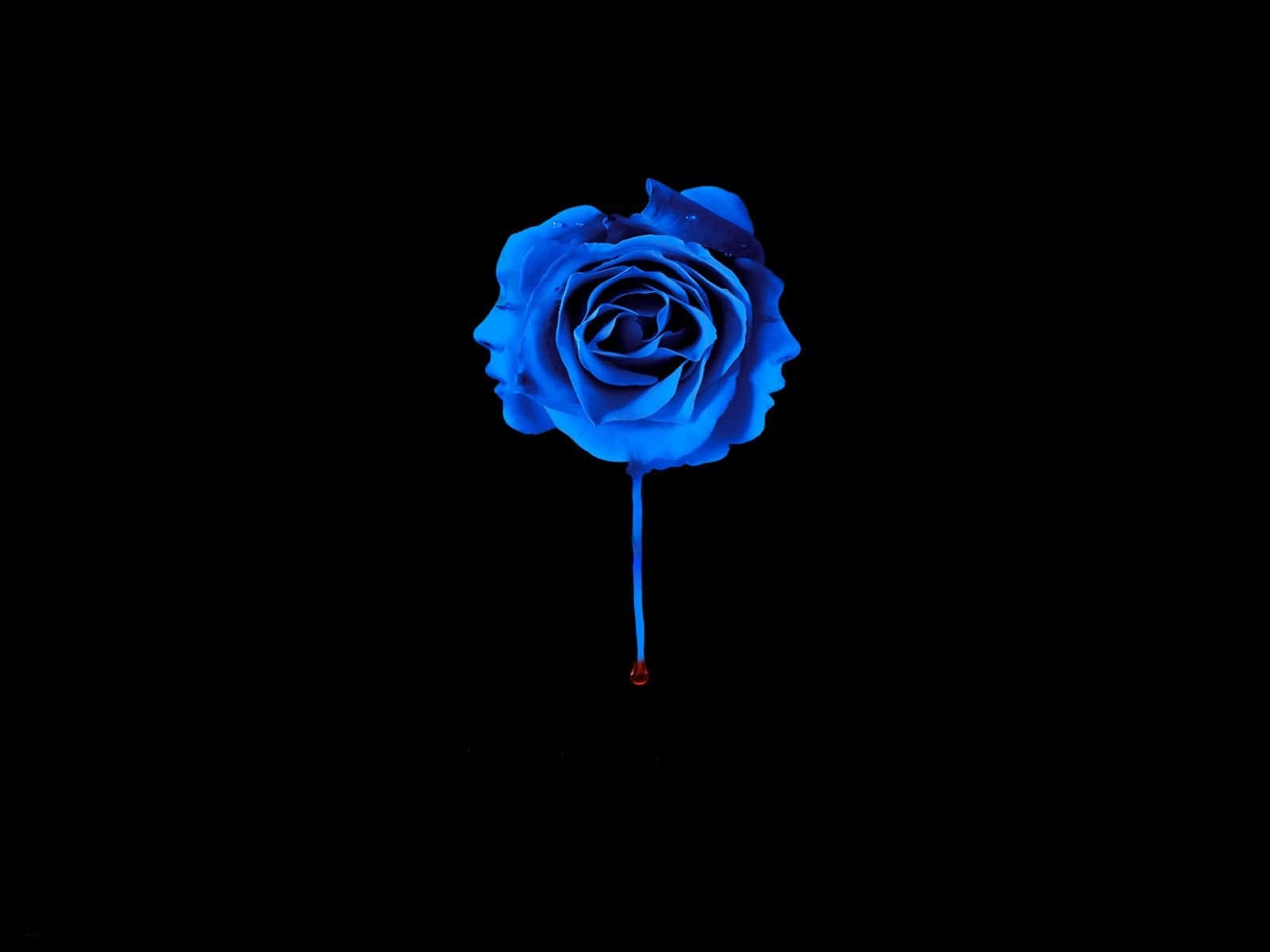 Blue Rose, glowing blue rose, human profiles, HD Desktop Wallpaper