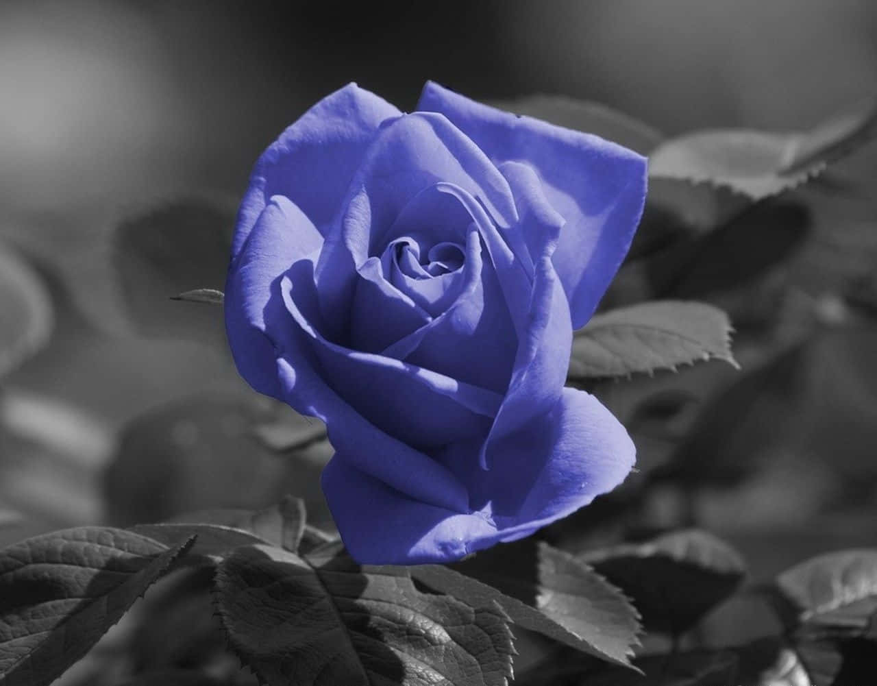 blue rose, garden, vivid blue, HD Desktop Wallpaper