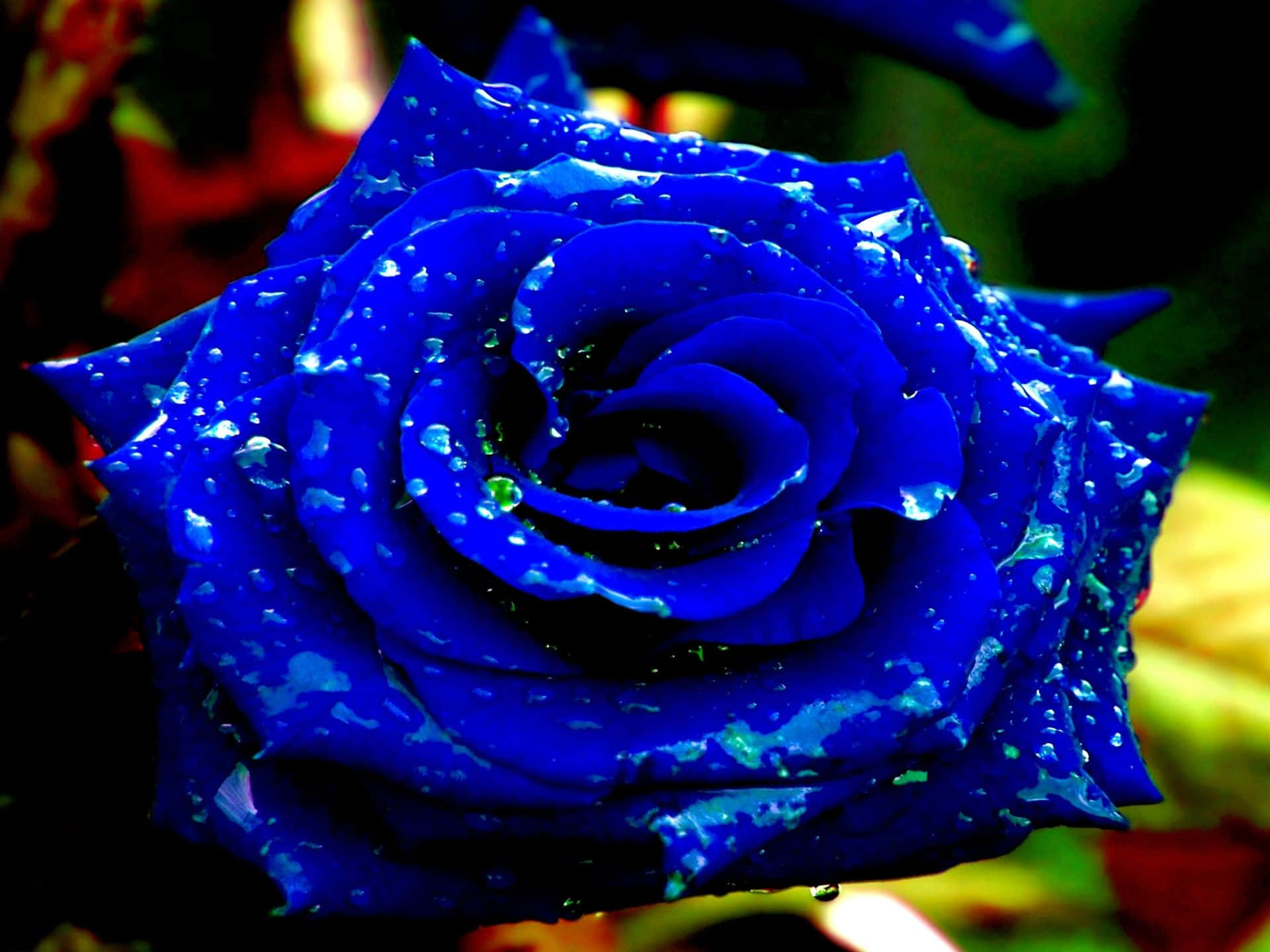 blue rose, dewdrops, colorful background, Full HD Desktop Wallpaper