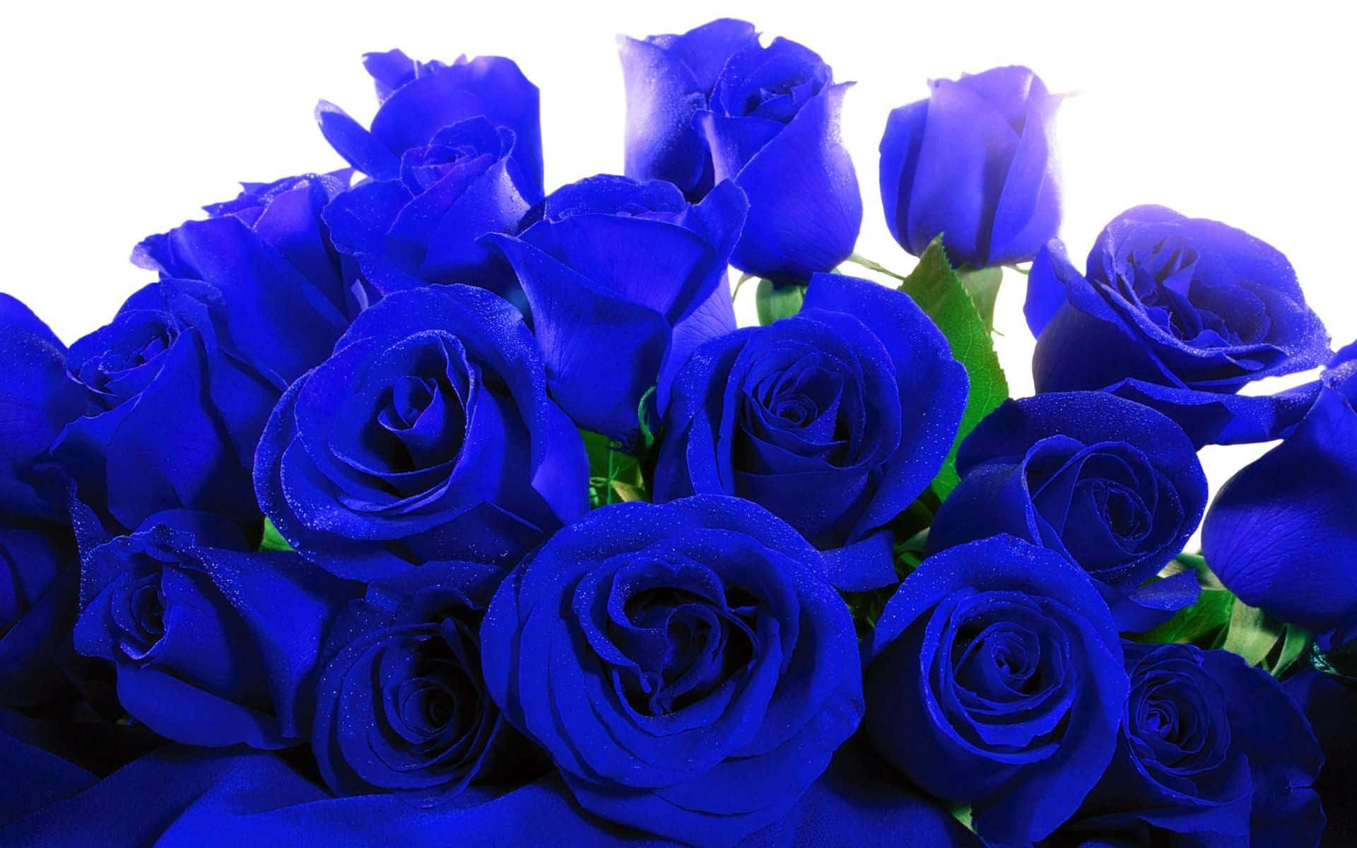 blue rose, vibrant electric blue, dewdrops, Full HD Desktop Wallpaper