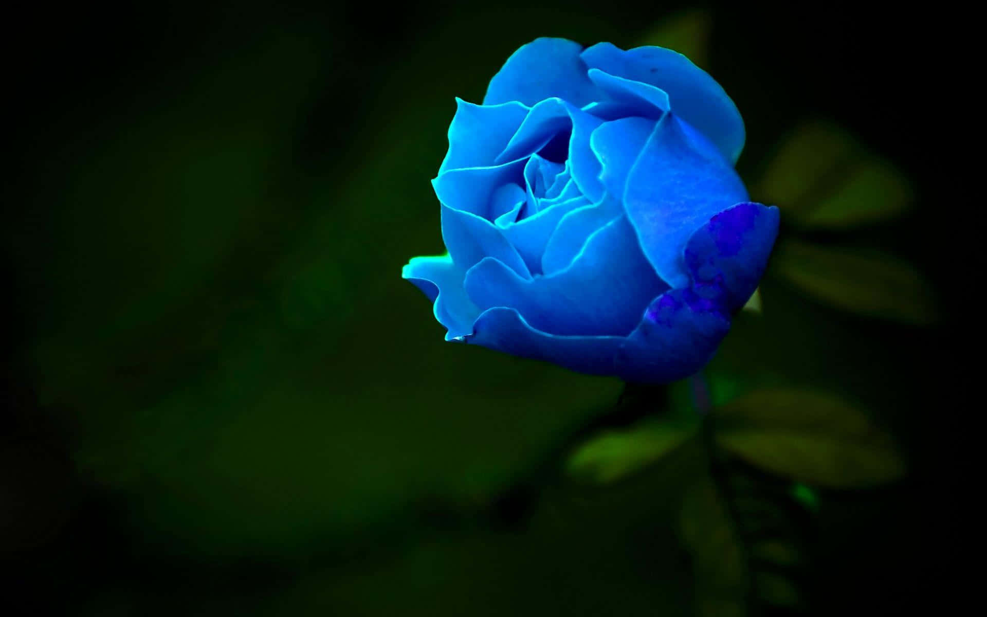 blue rose, dark green blurred background, soft lighting, Full HD Desktop Wallpaper