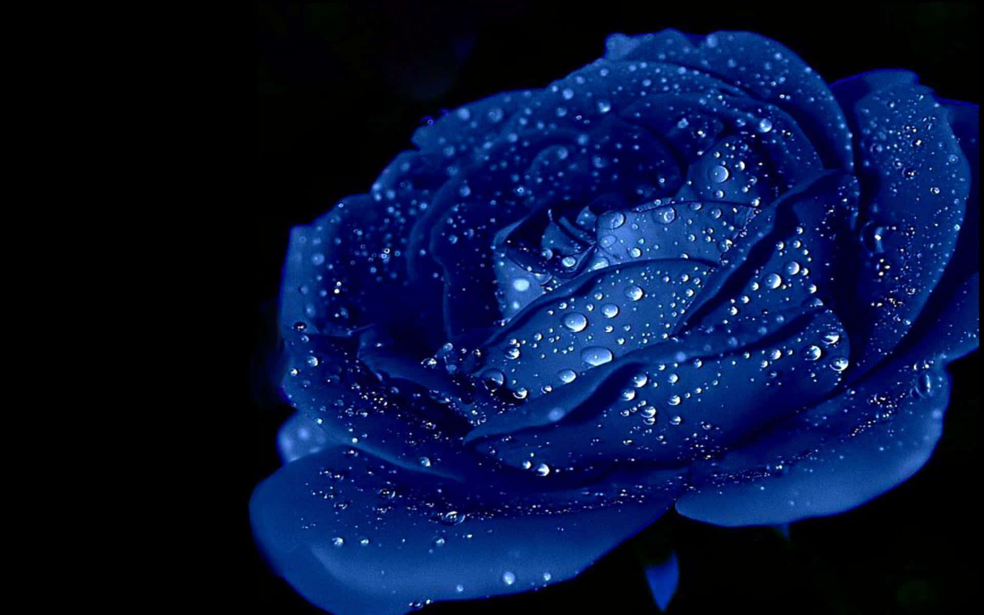 Blue Rose, deep blue rose, dewdrops, Full HD Desktop Wallpaper