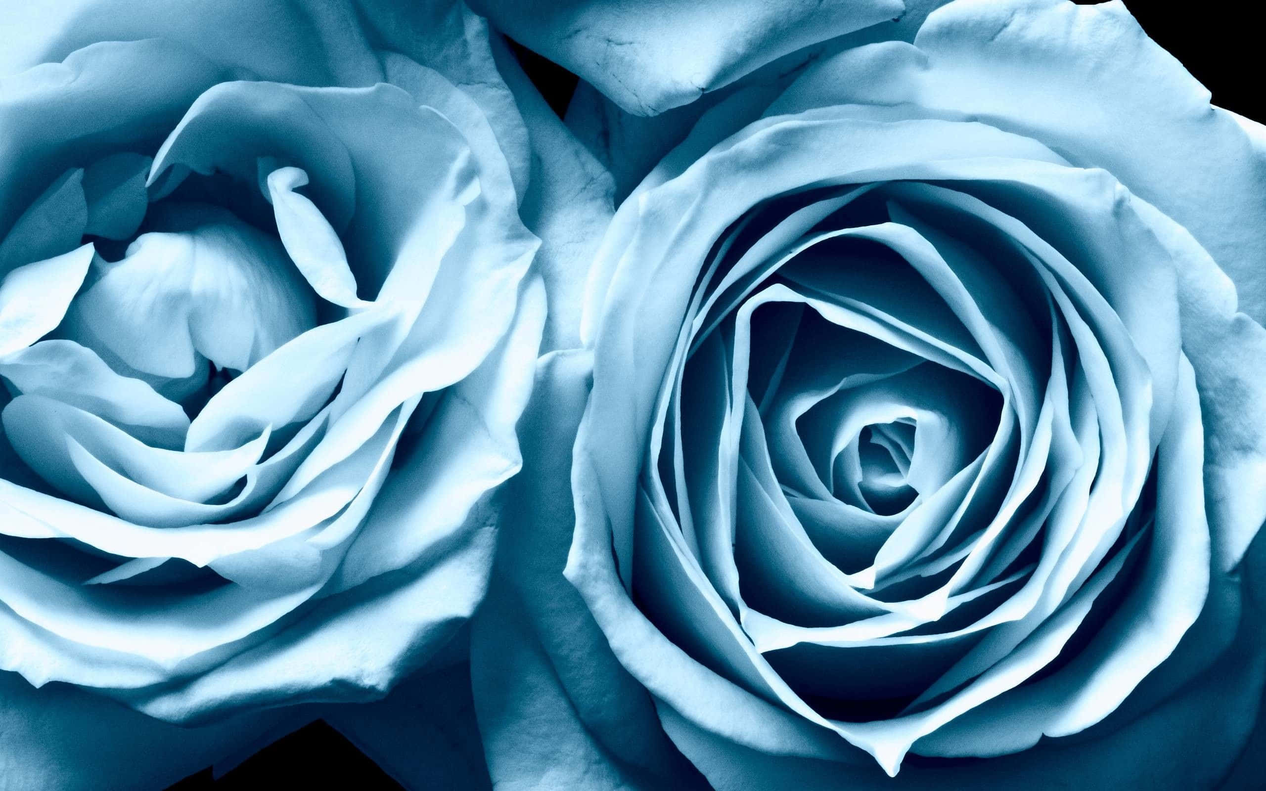 Blue Rose, blue roses, intricate layered petals, 2K Desktop Wallpaper