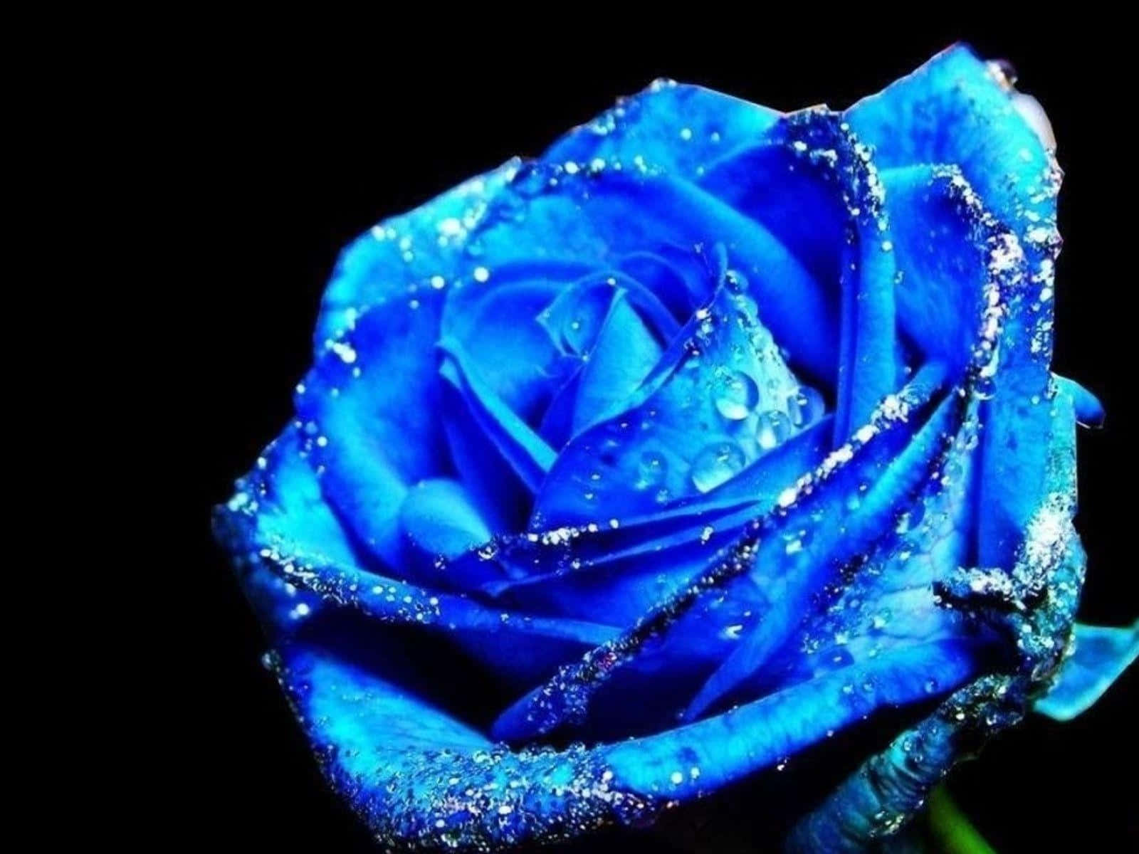 blue rose, vivid blue, dewdrops, HD Desktop Wallpaper