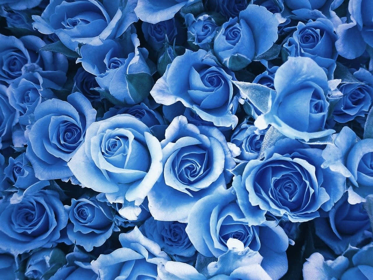 Pastel Blue Roses, vivid blue roses, delicate petals, HD Desktop Wallpaper