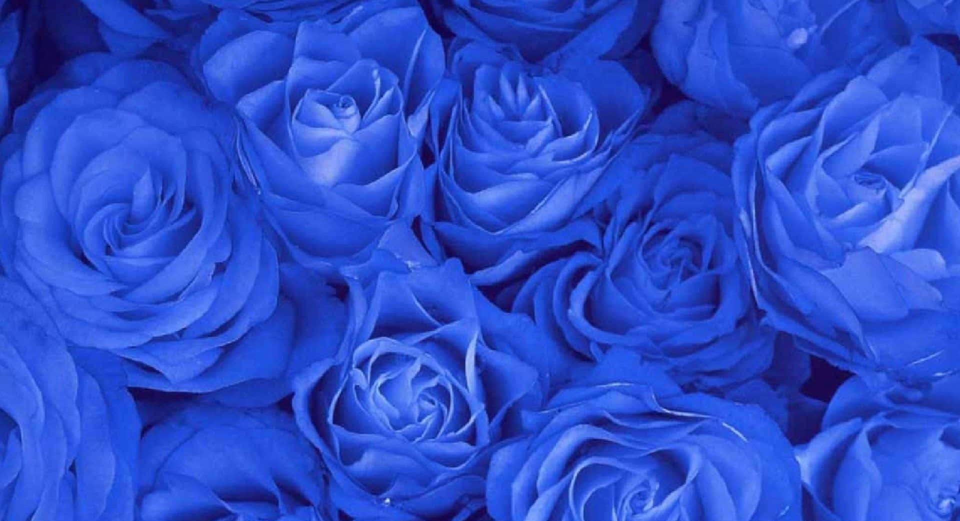 Blue Rose, vivid blue roses, velvety petals, Full HD Desktop Wallpaper