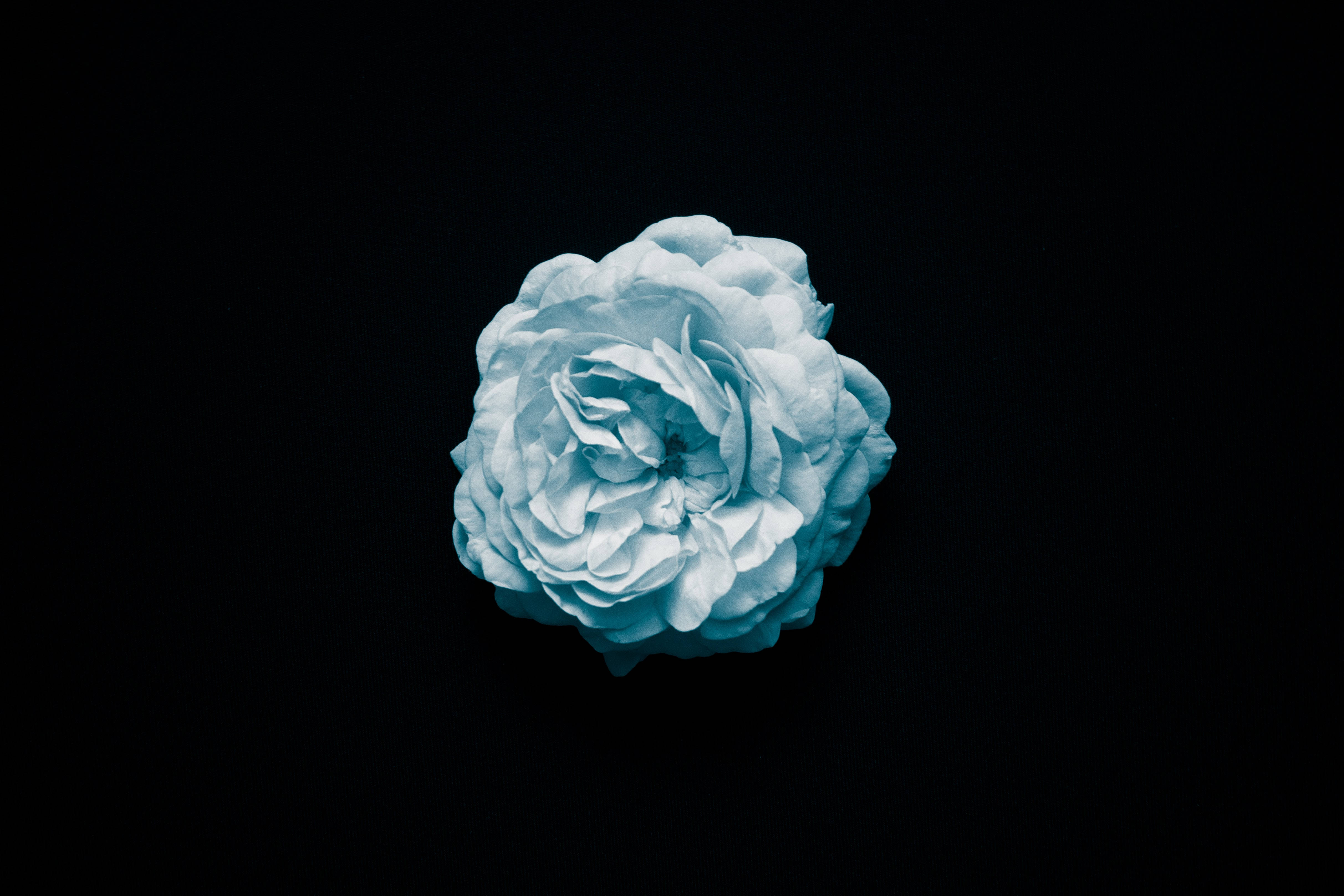 Blue Rose, light blue, peony flower, 4K Desktop Wallpaper