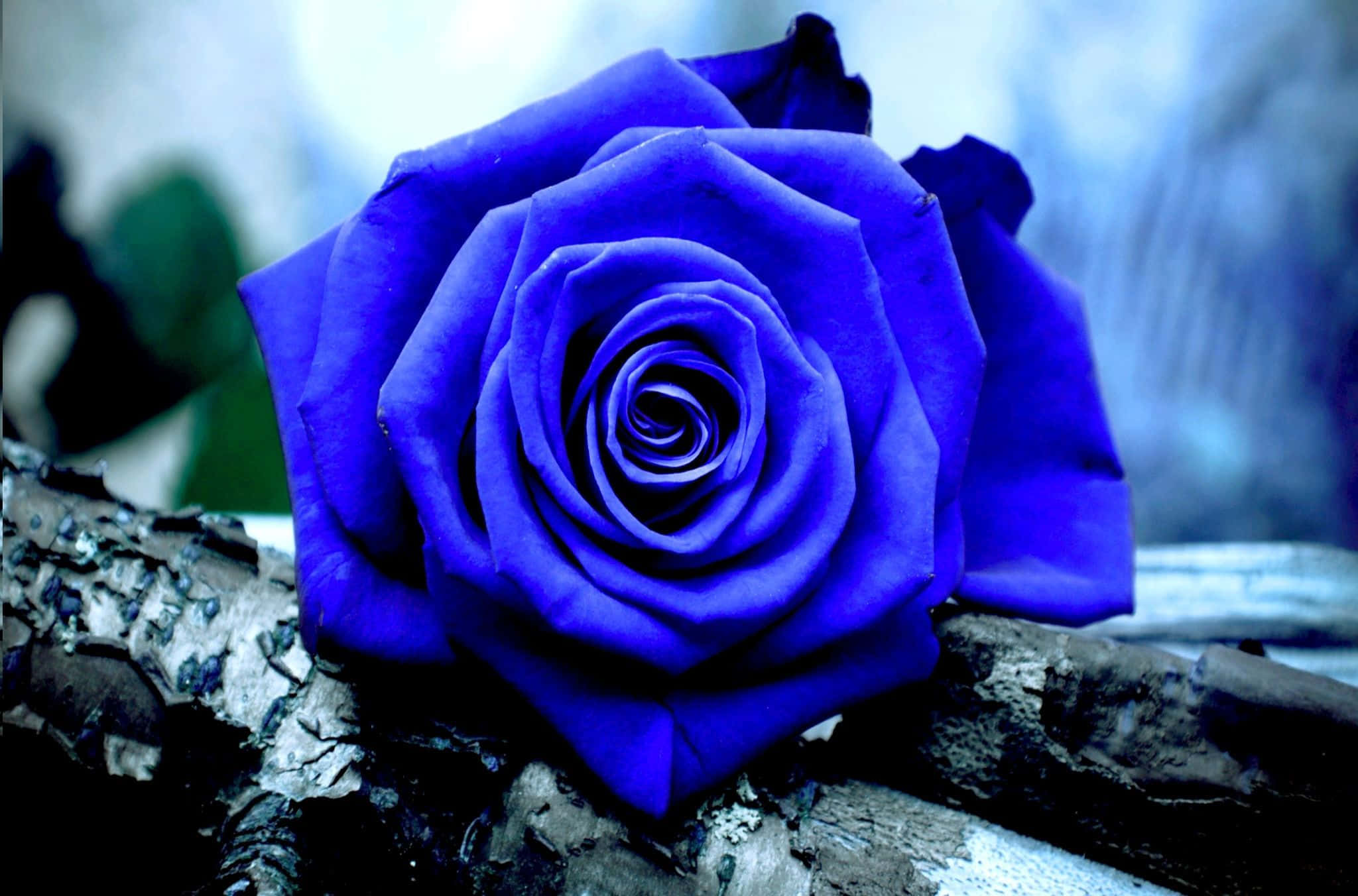 Blue Rose, vivid blue rose, textured tree branch, Full HD Desktop Wallpaper