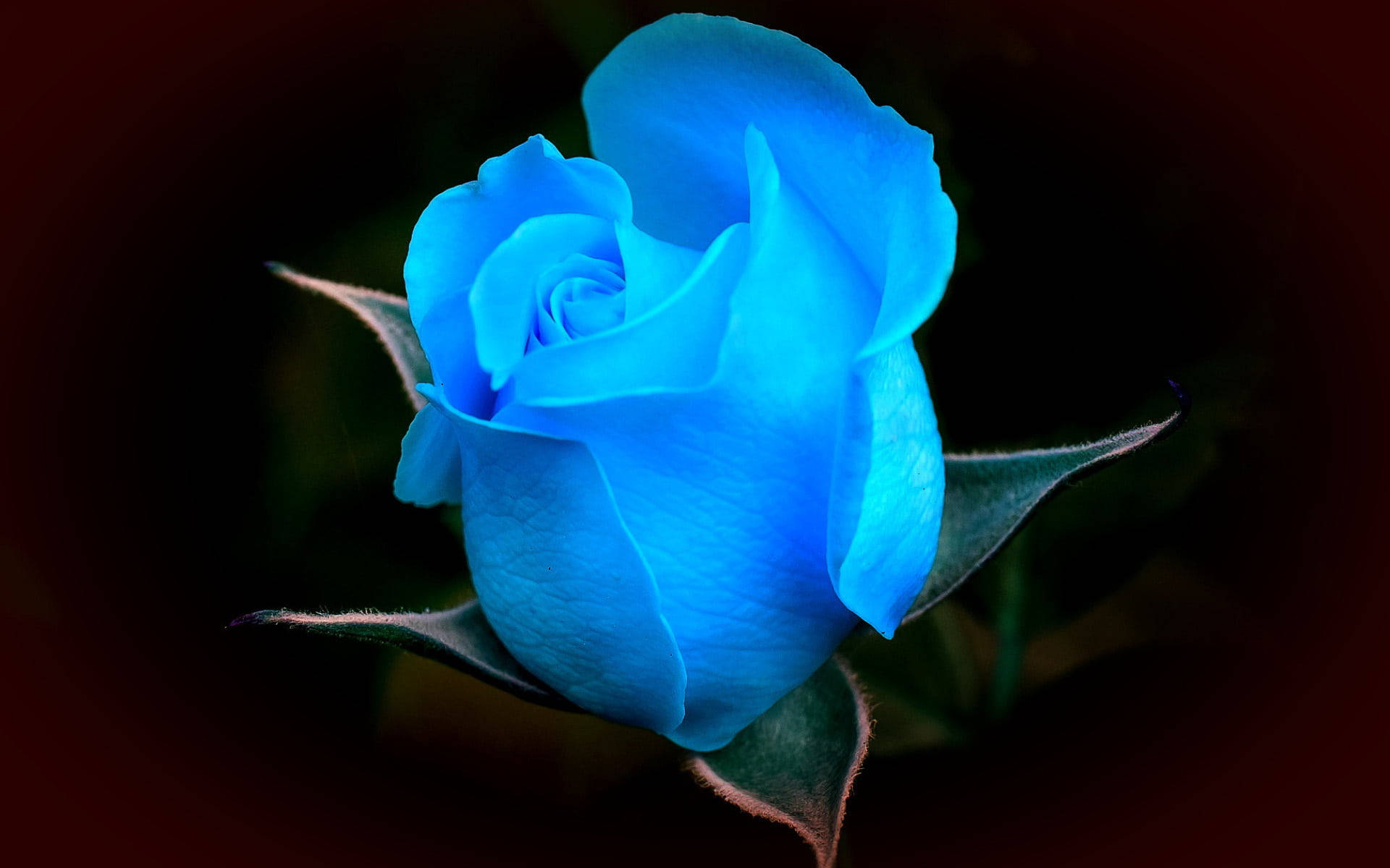 blue rose, luminous blue rose, deep red and black blurred background, Full HD Desktop Wallpaper