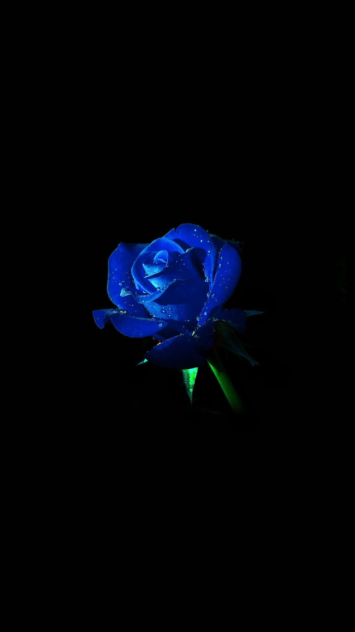 Blue Rose, green stem, glowing blue rose, Full HD Phone Wallpaper