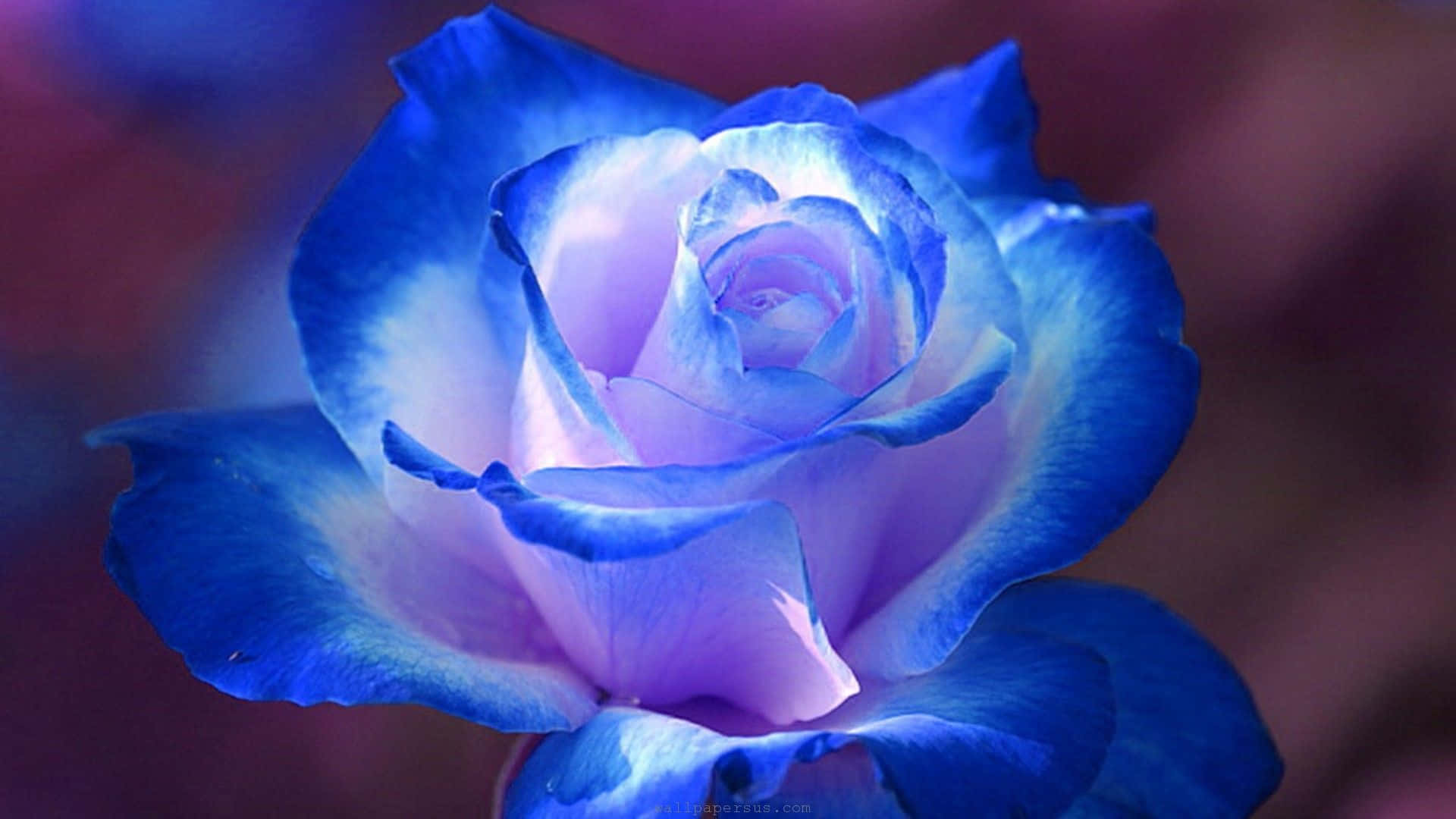 Blue Rose, vibrant blue, purple rose, Full HD Desktop Wallpaper