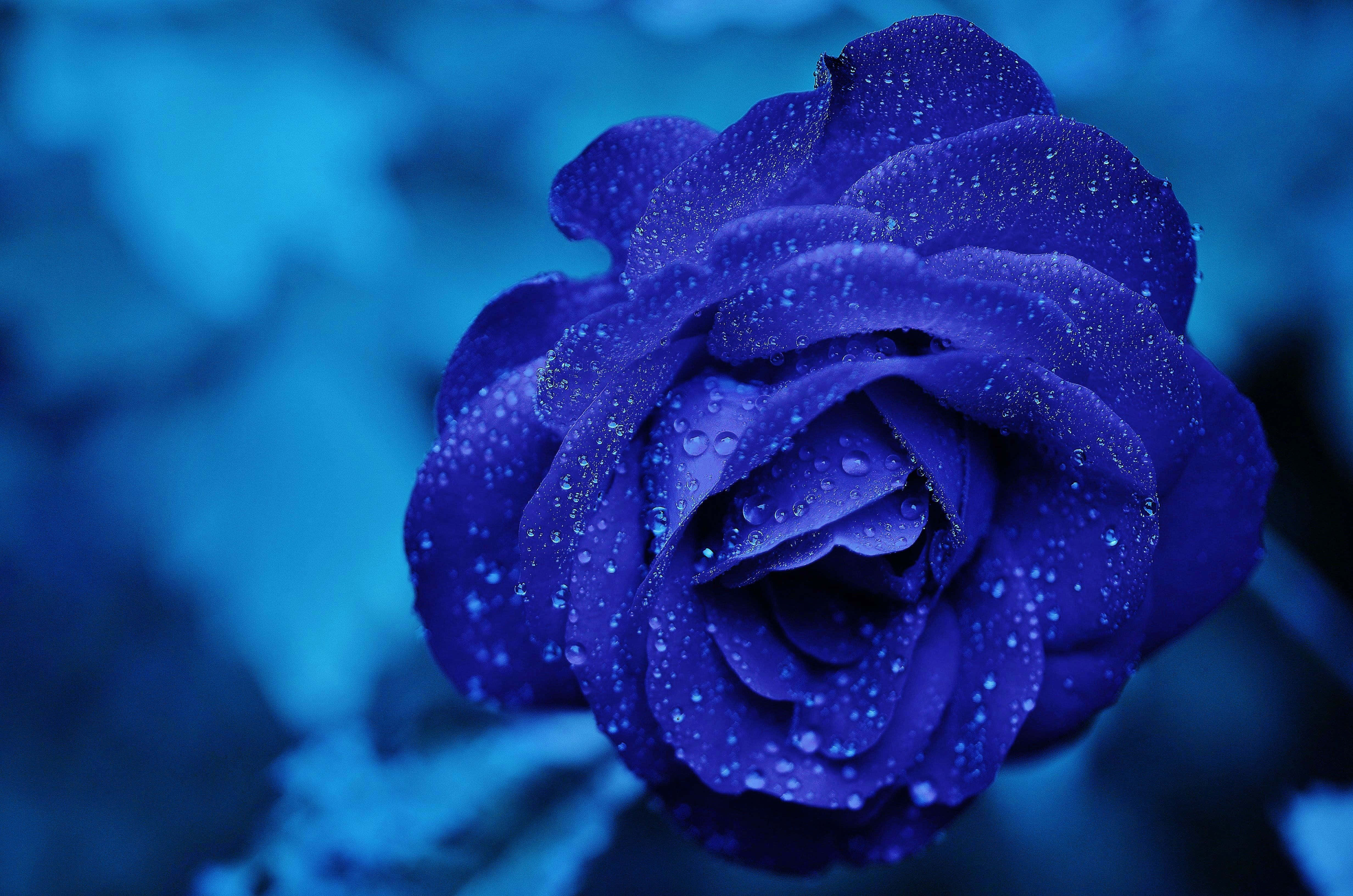 Blue Rose, deep blue rose, dewdrops, 4K Desktop Wallpaper