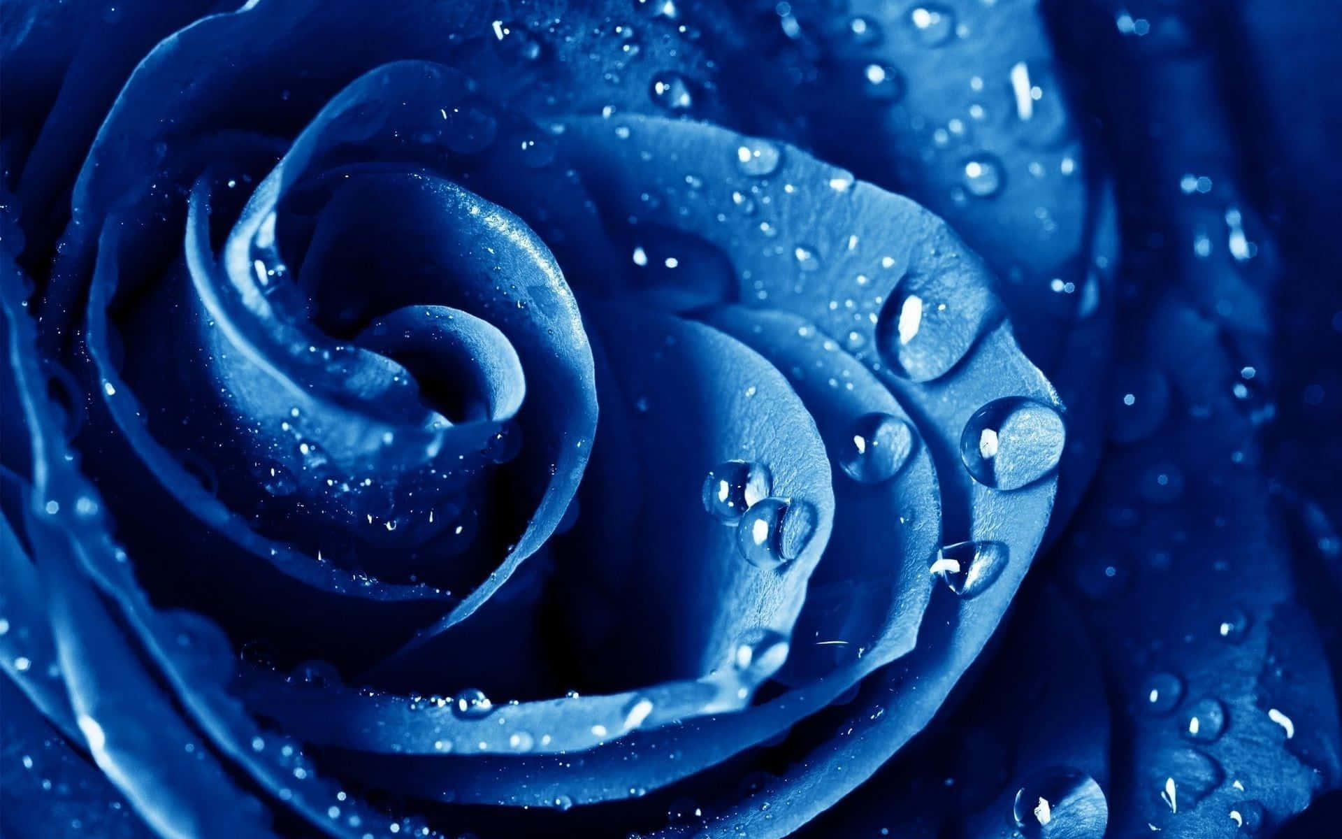 blue rose, deep blue, velvety petals, Full HD Desktop Wallpaper