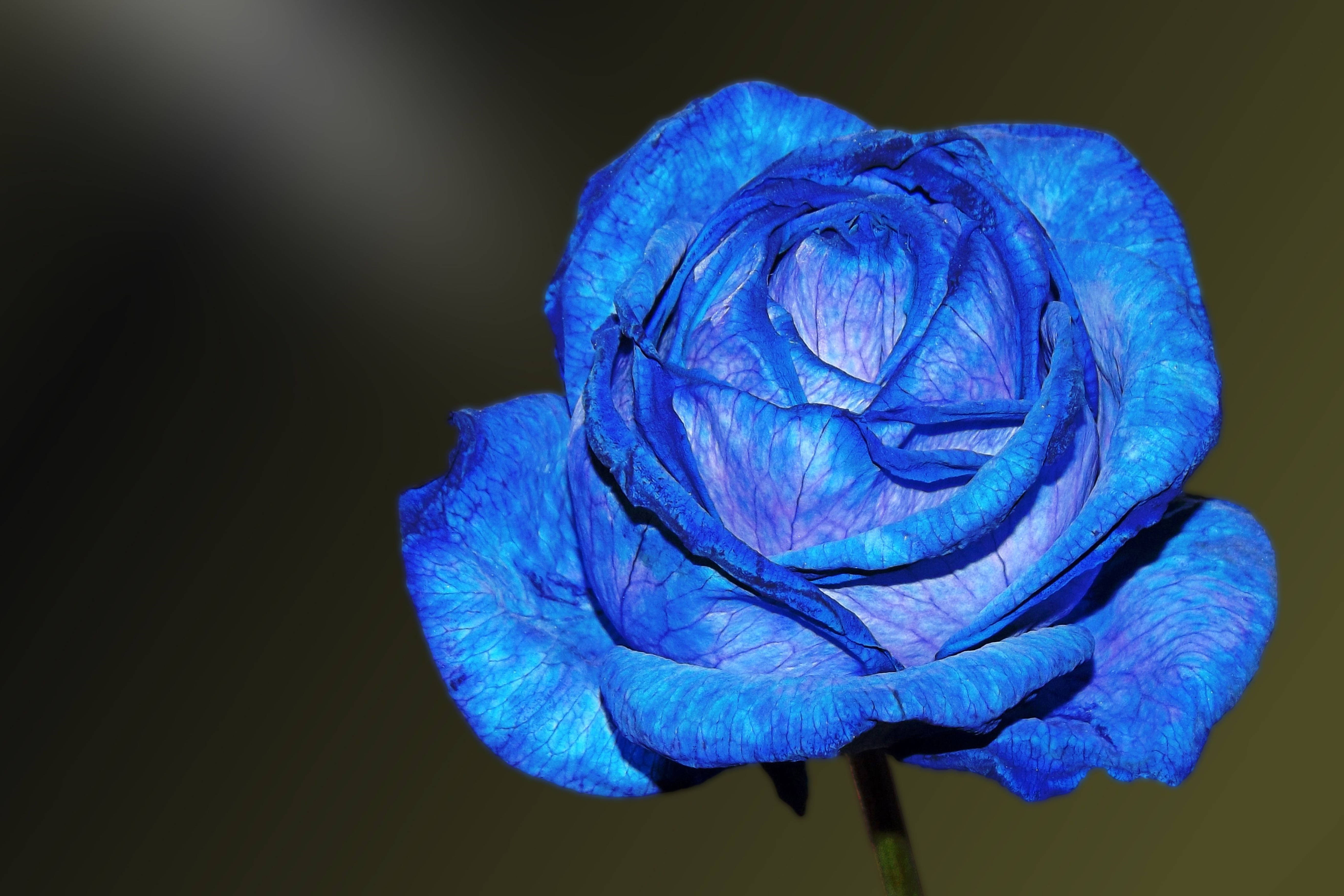 4K Exotic Blue Rose, vivid blue rose, intricate petal veins, 5K Desktop Wallpaper