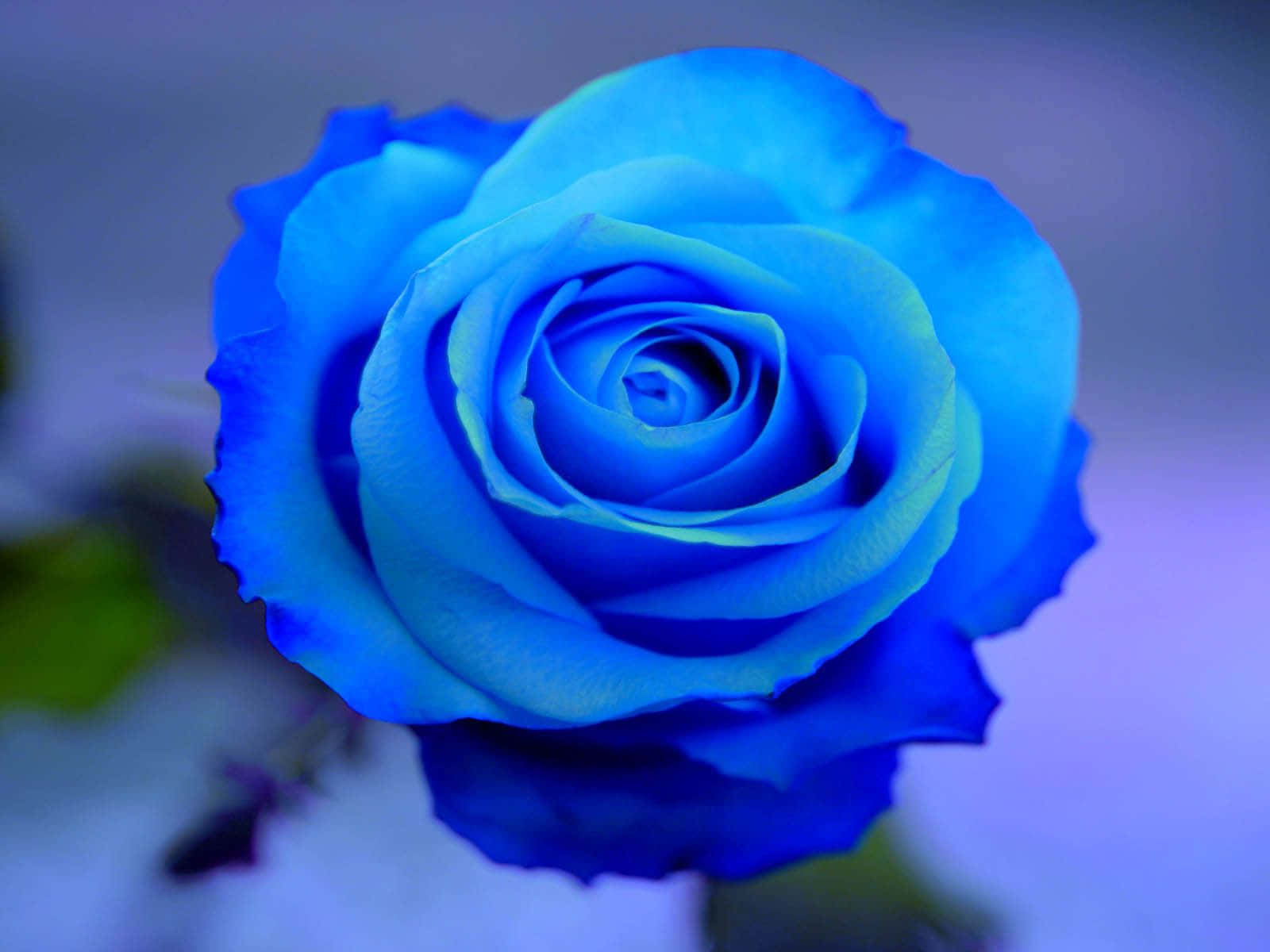 blue rose, vivid blue rose, delicate petals, HD Desktop Wallpaper