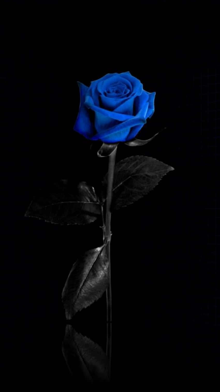 Blue Rose, black background, vivid blue rose, HD Phone Wallpaper