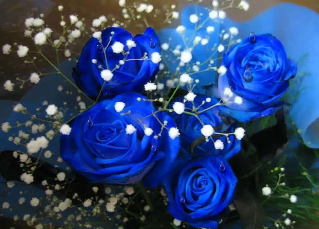 Blue Rose, vibrant blue roses, dewdrops, SD Desktop Wallpaper