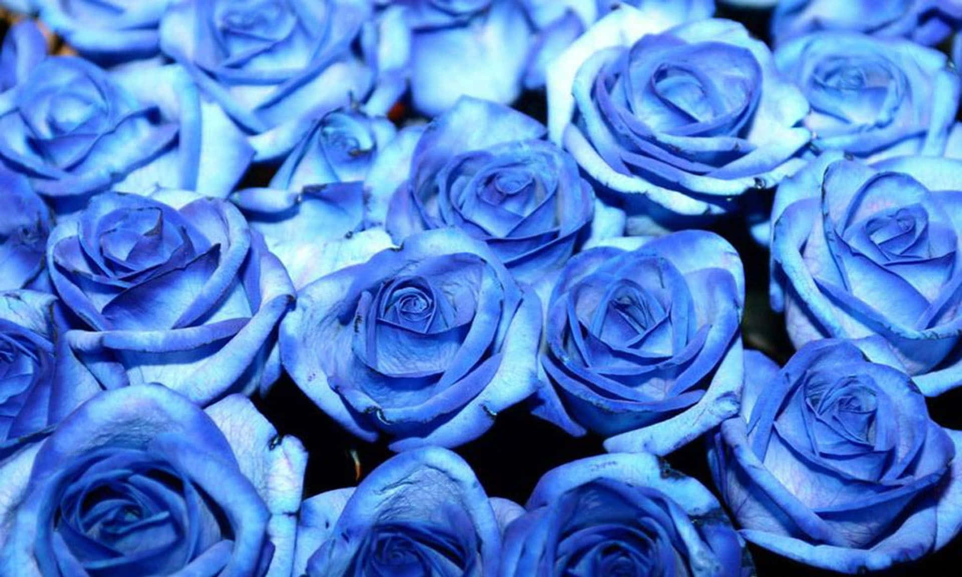 blue rose, vase, vivid blue roses, Full HD Desktop Wallpaper