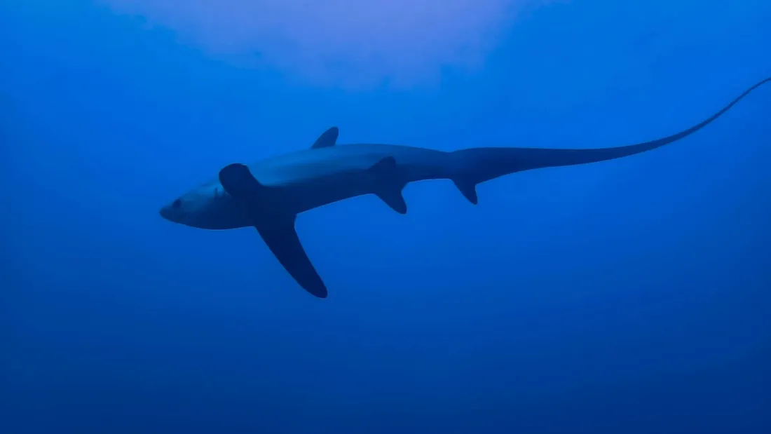 Blue Shark