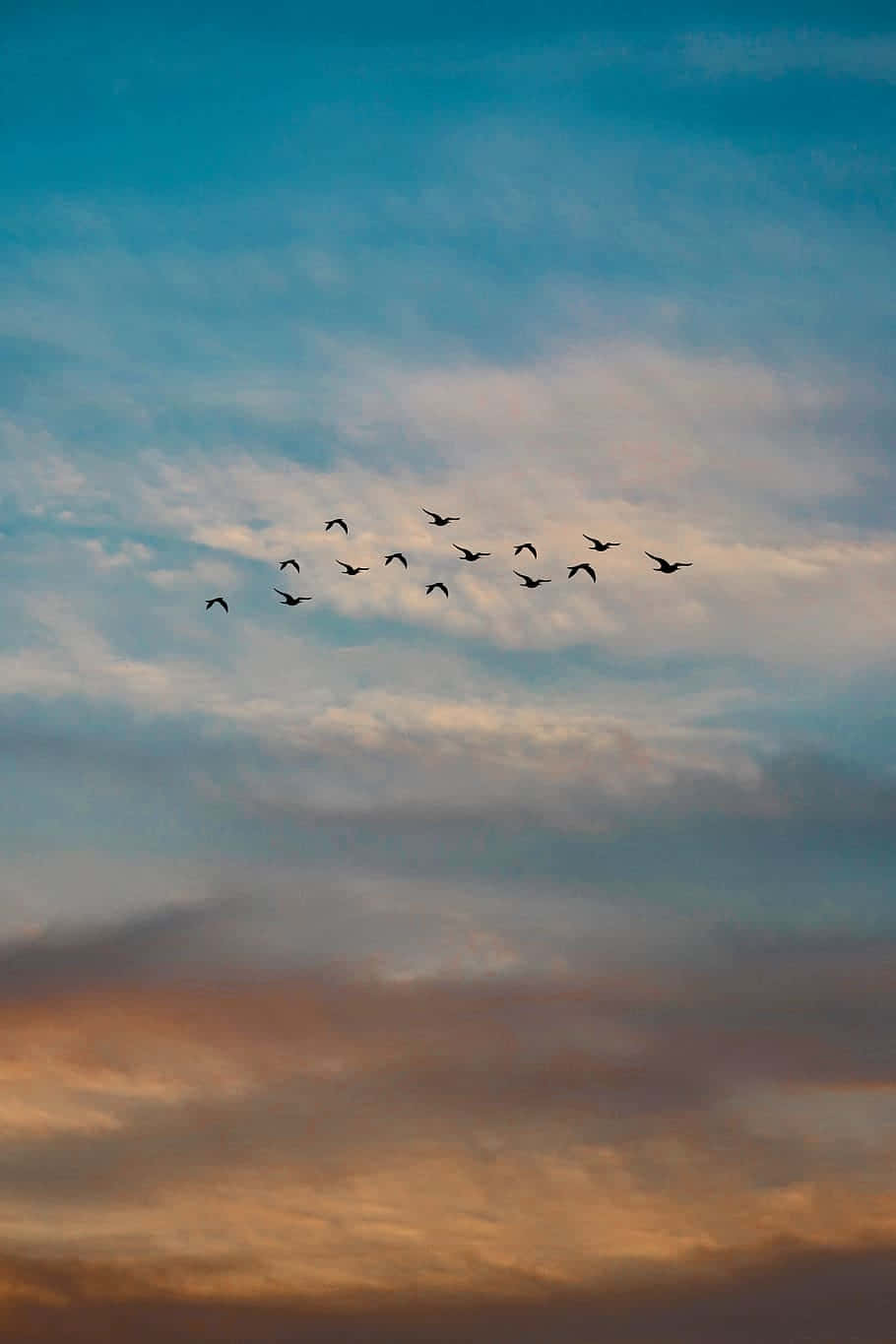 V formation of geese, twilight sky, soft orange and blue clouds, HD Phone Wallpaper